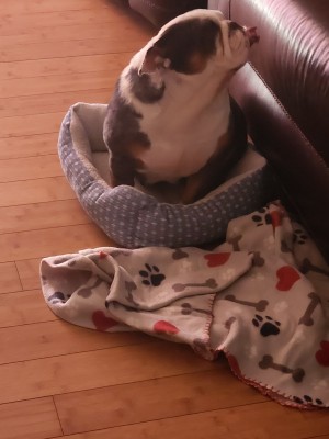 Photo of Peaches