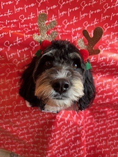 Photo of Nala