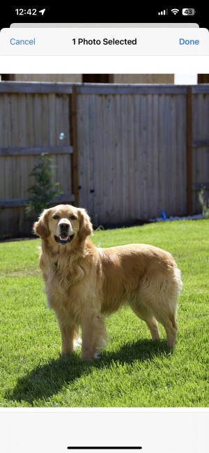 Photo of Shadow