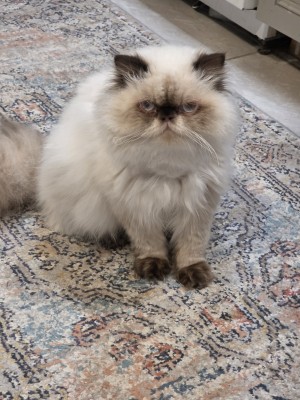 Photo of Yeti