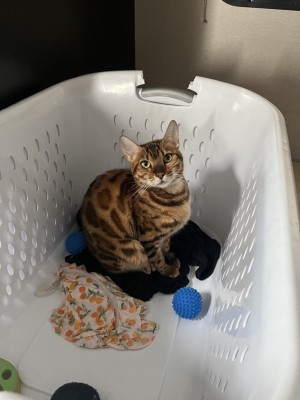 Photo of Clementine