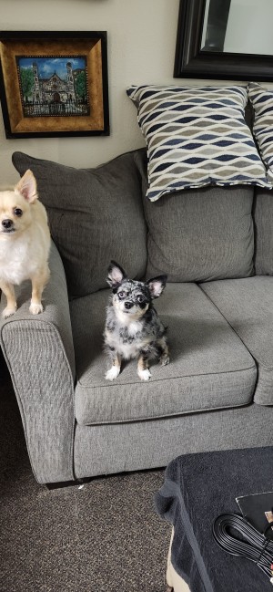 Photo of LuLu & GiGi