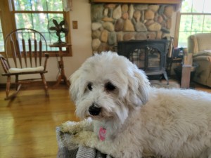 Photo of Teddy