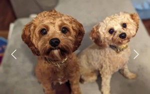 Photo of Barb & Ellie