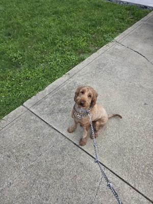 Photo of Koko