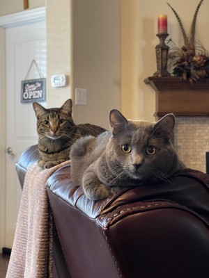 Photo of Thor And Tyr
