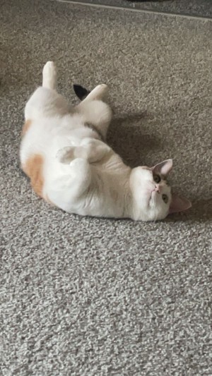 Photo of Pepper