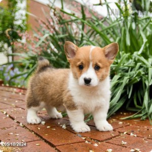 Photo of Remo