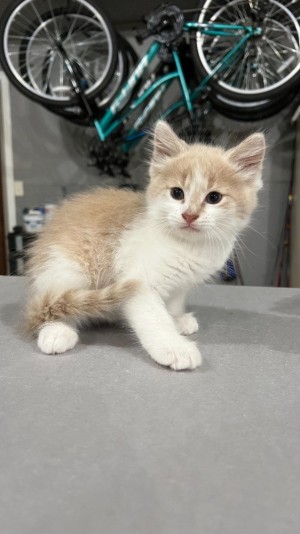 Photo of Kittens (#4)