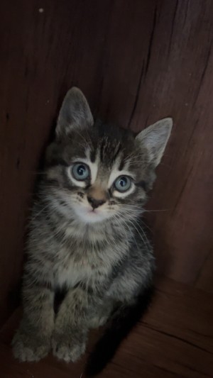 Photo of Kitten