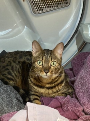 Photo of Bandi
