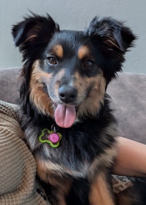 Photo of Bear