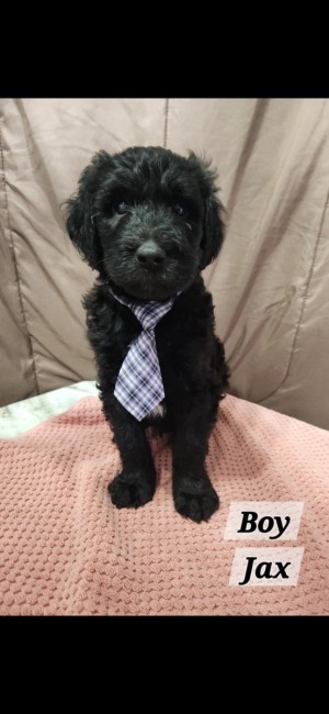 Photo of Puppies