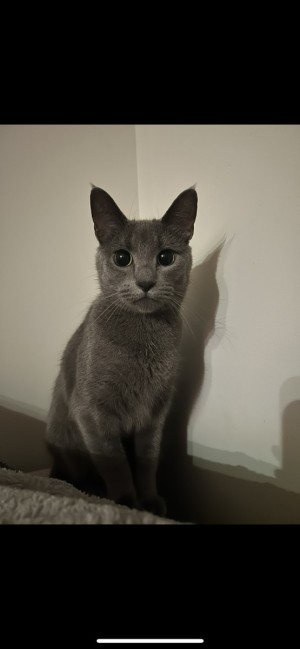 Photo of Sweetpea