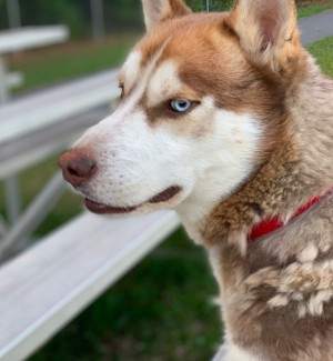 Photo of Hachi