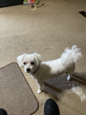 Photo of Pepe