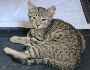 Photo of Kitten 1