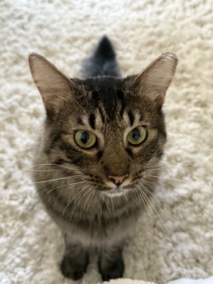 Photo of Mochi