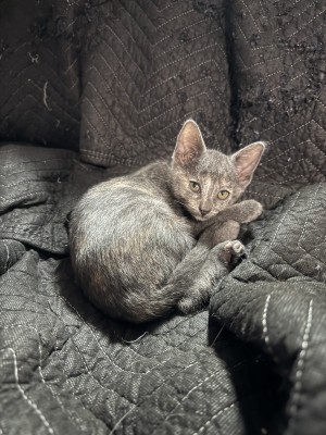 Photo of Razz