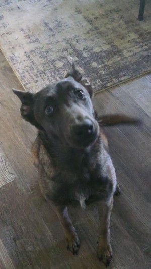 Photo of Daphne