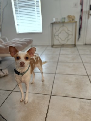 Photo of Coco