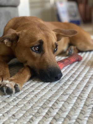 Photo of Cinnamon