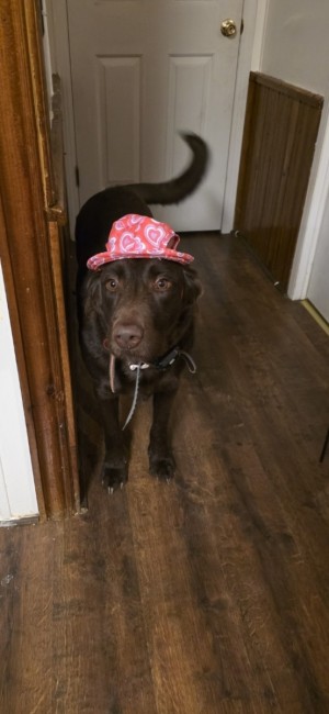 Photo of Rose