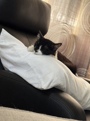 Photo of Oreo
