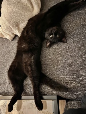 Photo of Milo