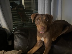 Photo of Lily