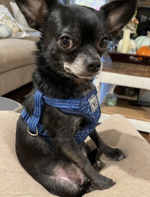 Photo of Nugget