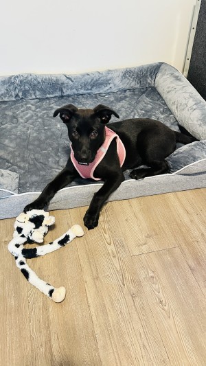 Photo of Stormie
