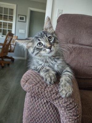 Photo of Miles
