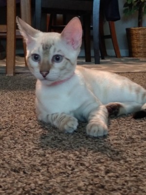 Photo of Lily