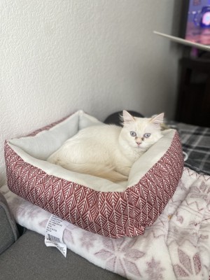 Photo of Luna