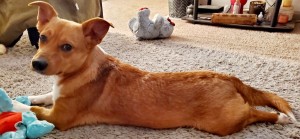 Photo of Dexter