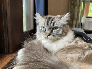Photo of Leo