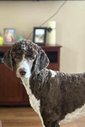 Photo of Franki
