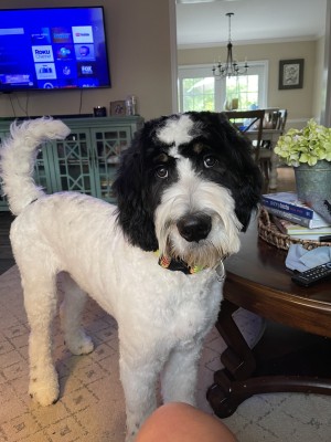Photo of Auggie
