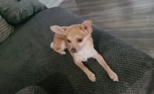 Photo of Hunny