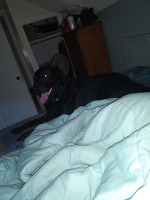 Photo of Shadow