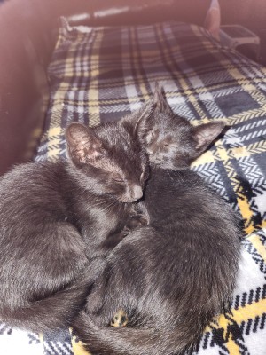 Photo of Whiskey & Bourbon