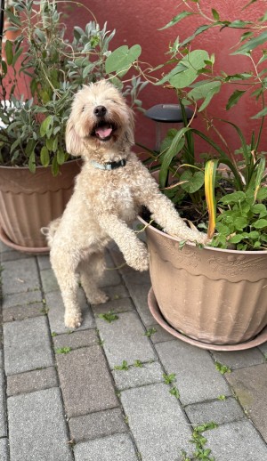 Photo of Toby
