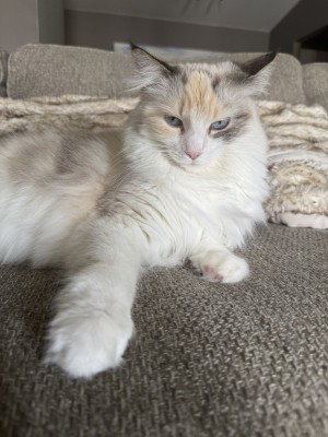 Photo of Miso