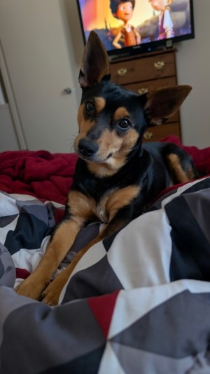 Photo of Jax