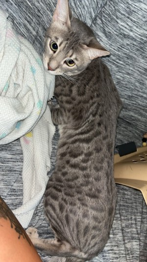 Photo of Milo