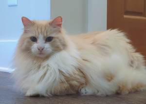 Photo of Bella
