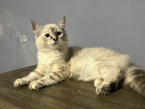 Photo of Gumball