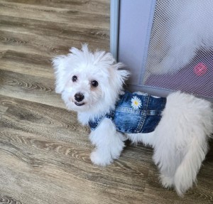 Photo of Piper