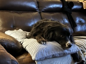 Photo of Holly